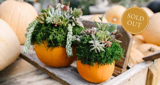 DIY Succulent Pumpkin Workshop at Hoen's Garden Center