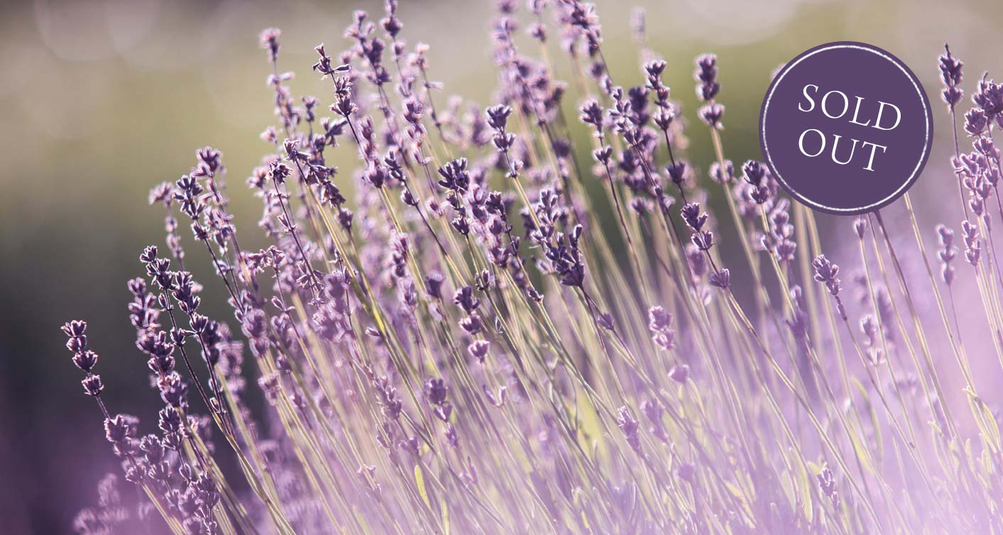 Growing And Caring For Lavender at Hoen's Garden Center