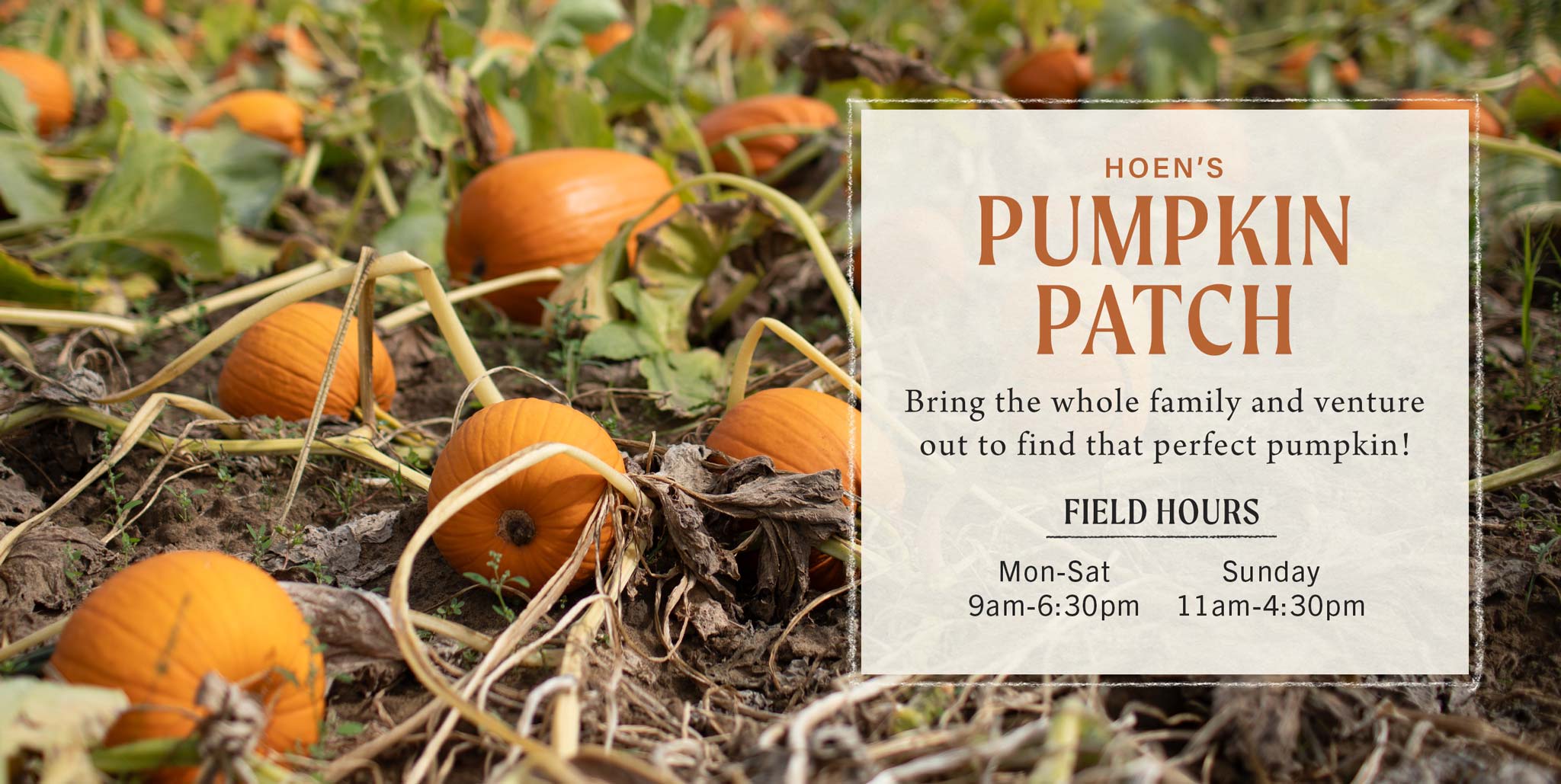 Pumpkin Patch at Hoen's Garden Center