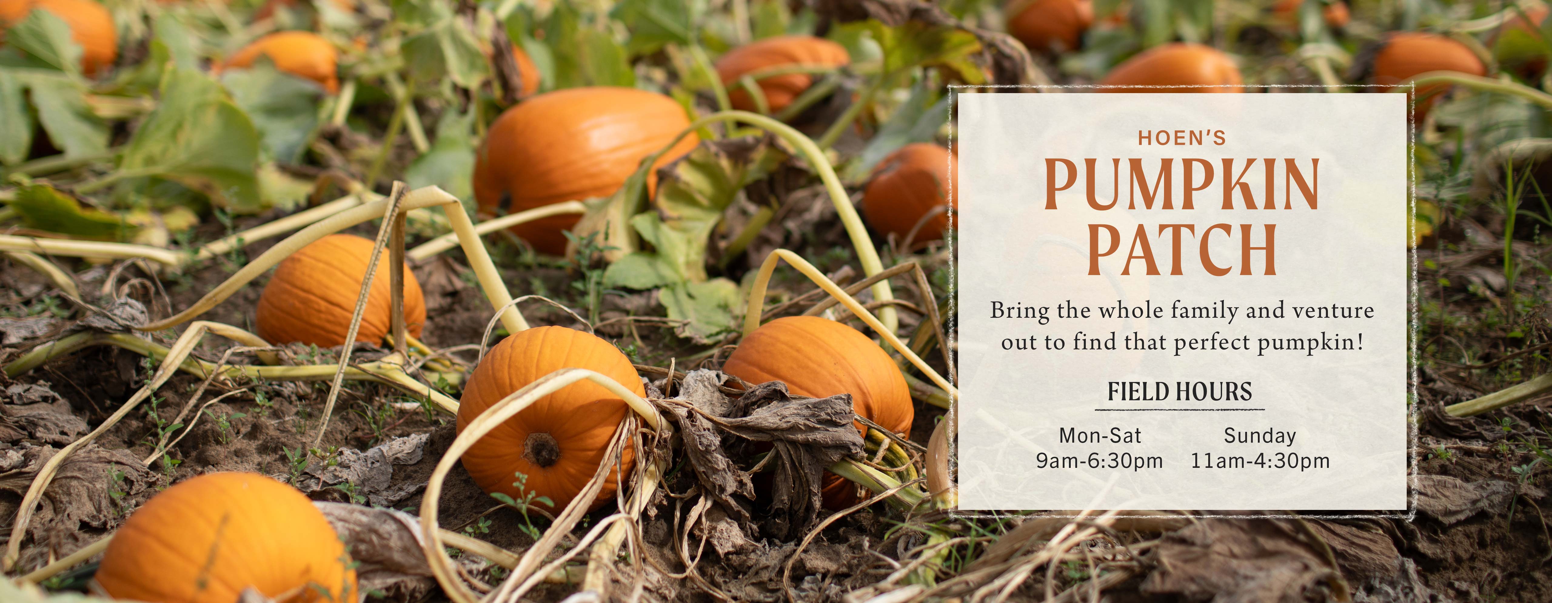 Pumpkin Patch at Hoen's Garden Center