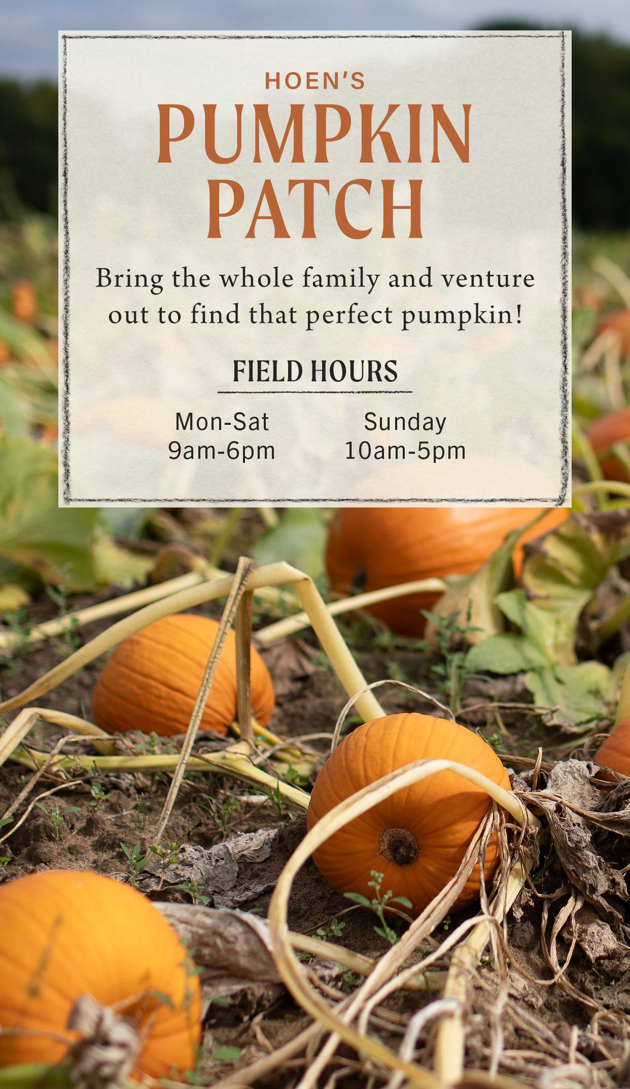 Abundant Autumn at Hoen's Garden Center
