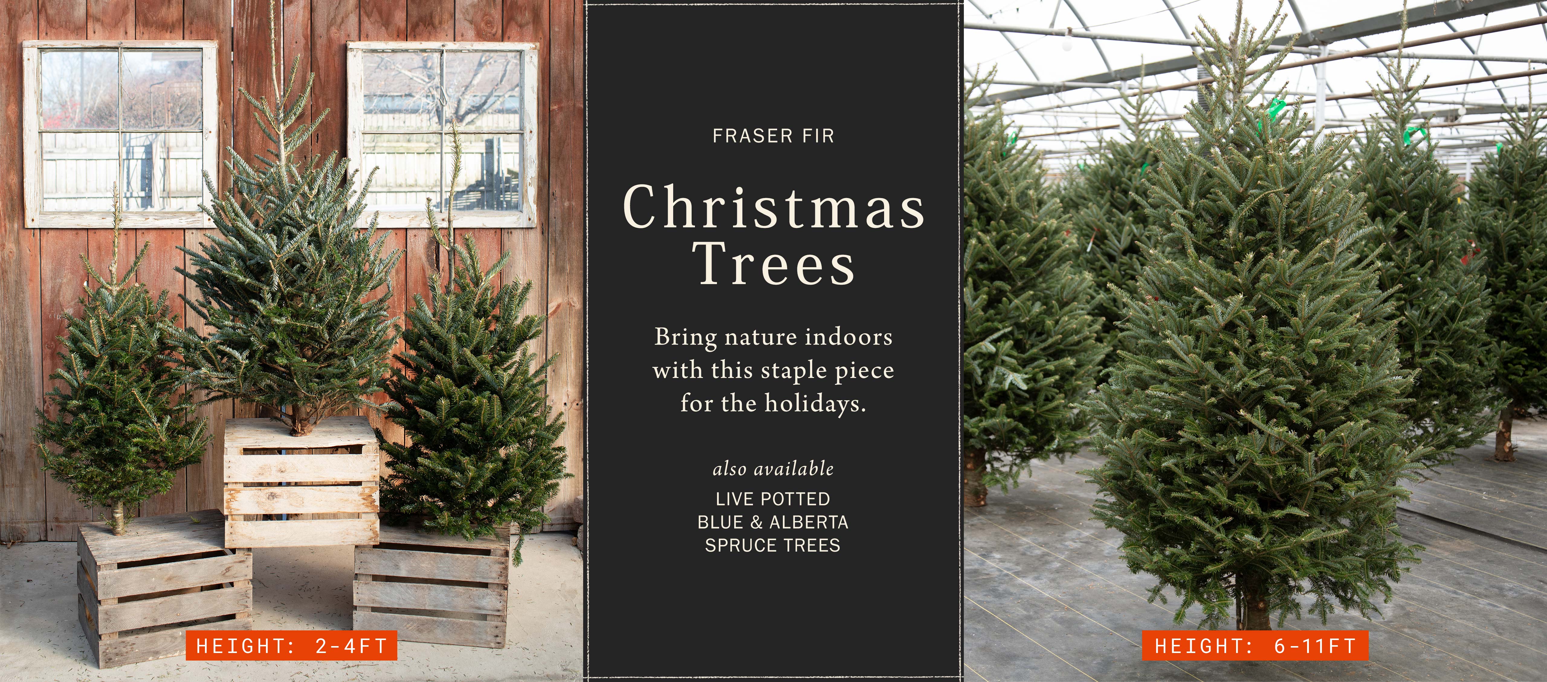 Fraser Fir Christmas Trees at Hoen's Garden Center