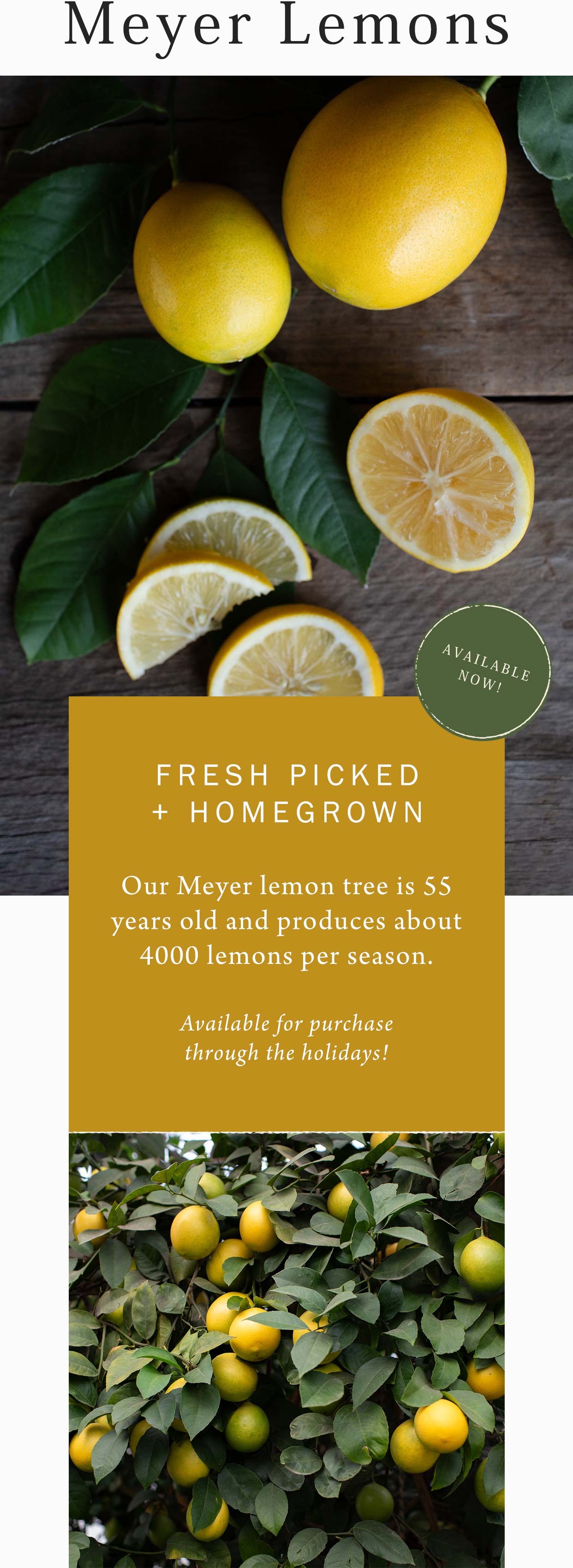 Meyer Lemons at Hoen's Garden Center