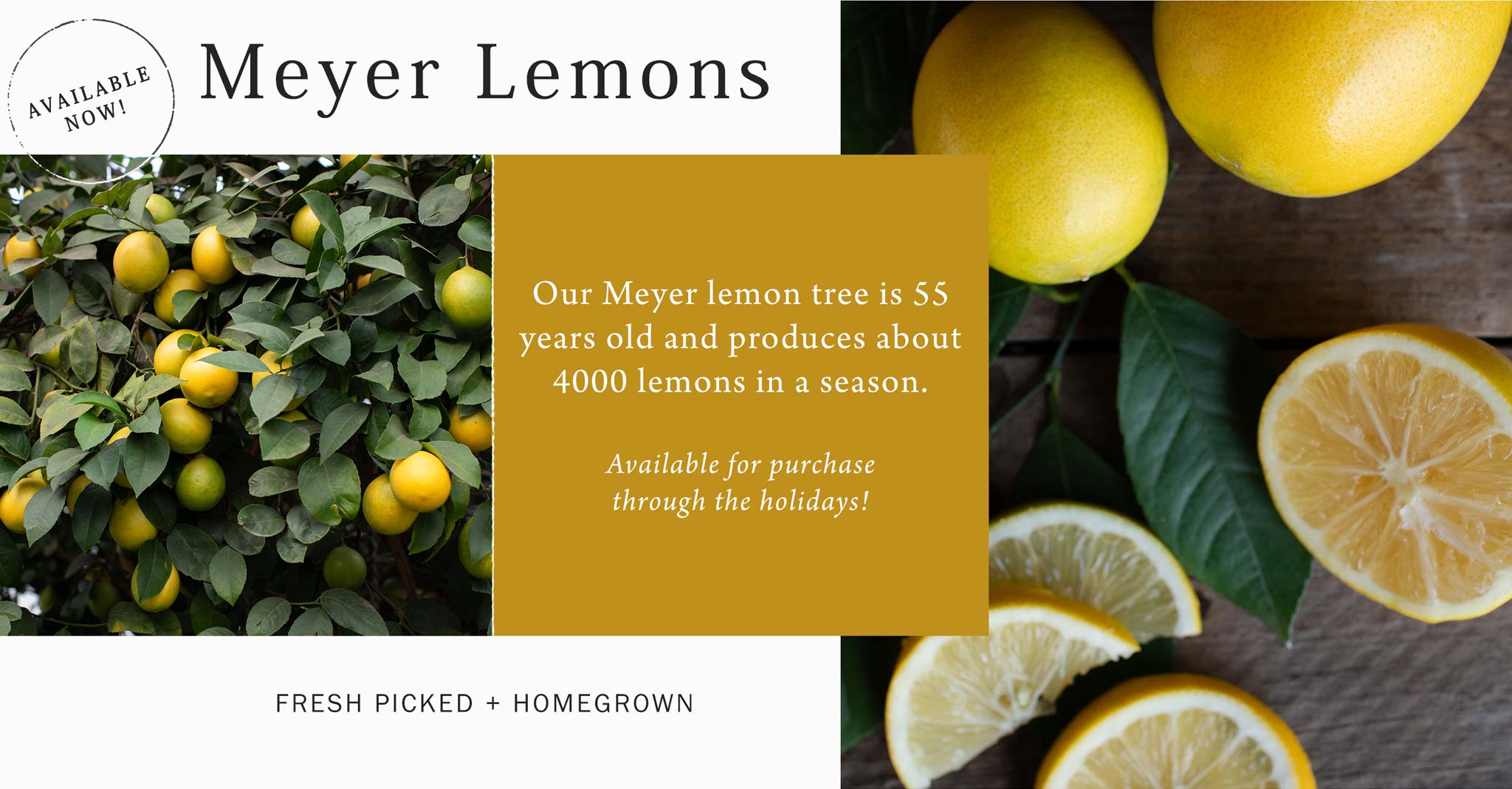 Meyer Lemons at Hoen's Garden Center