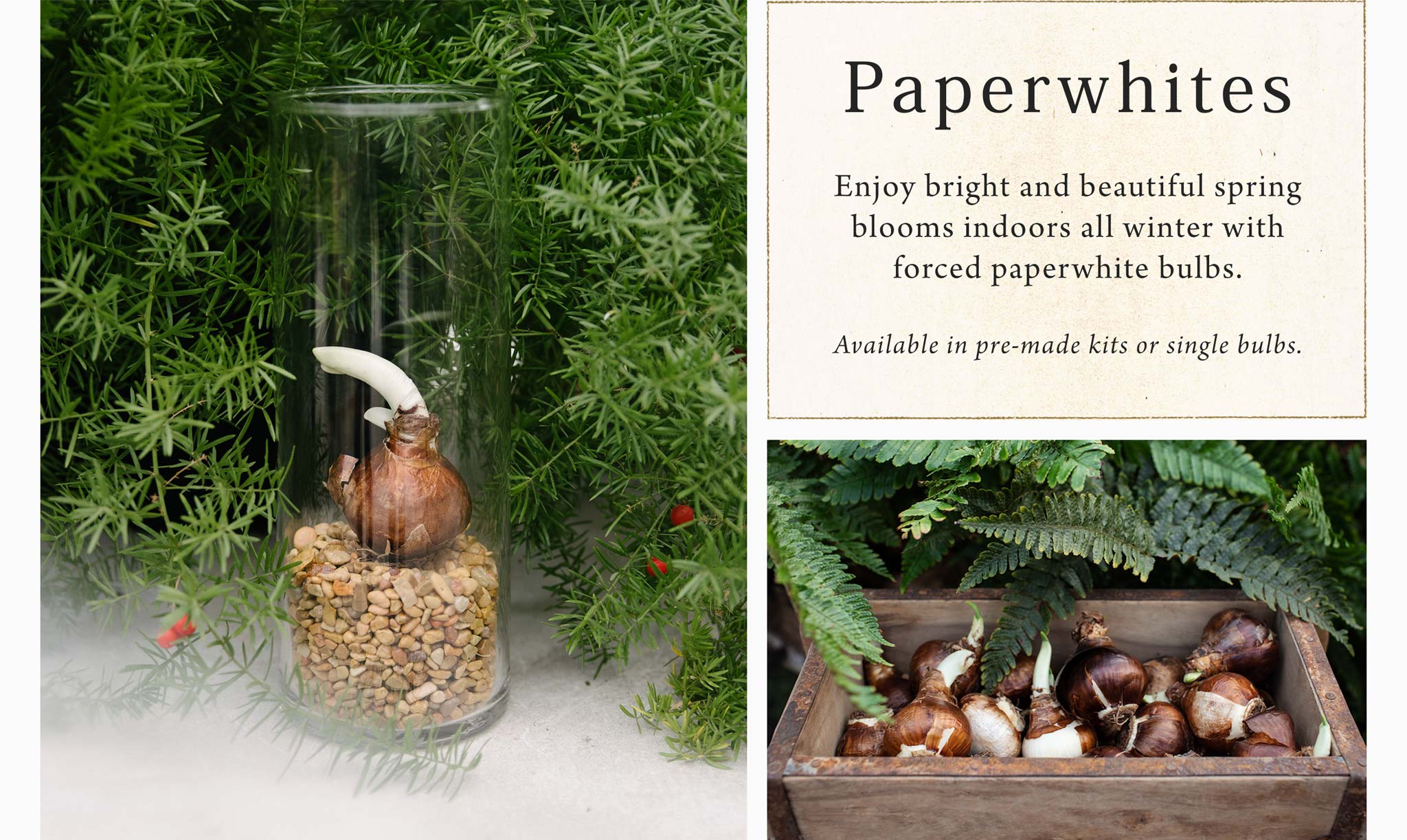 Paperwhites at Hoen's Garden Center