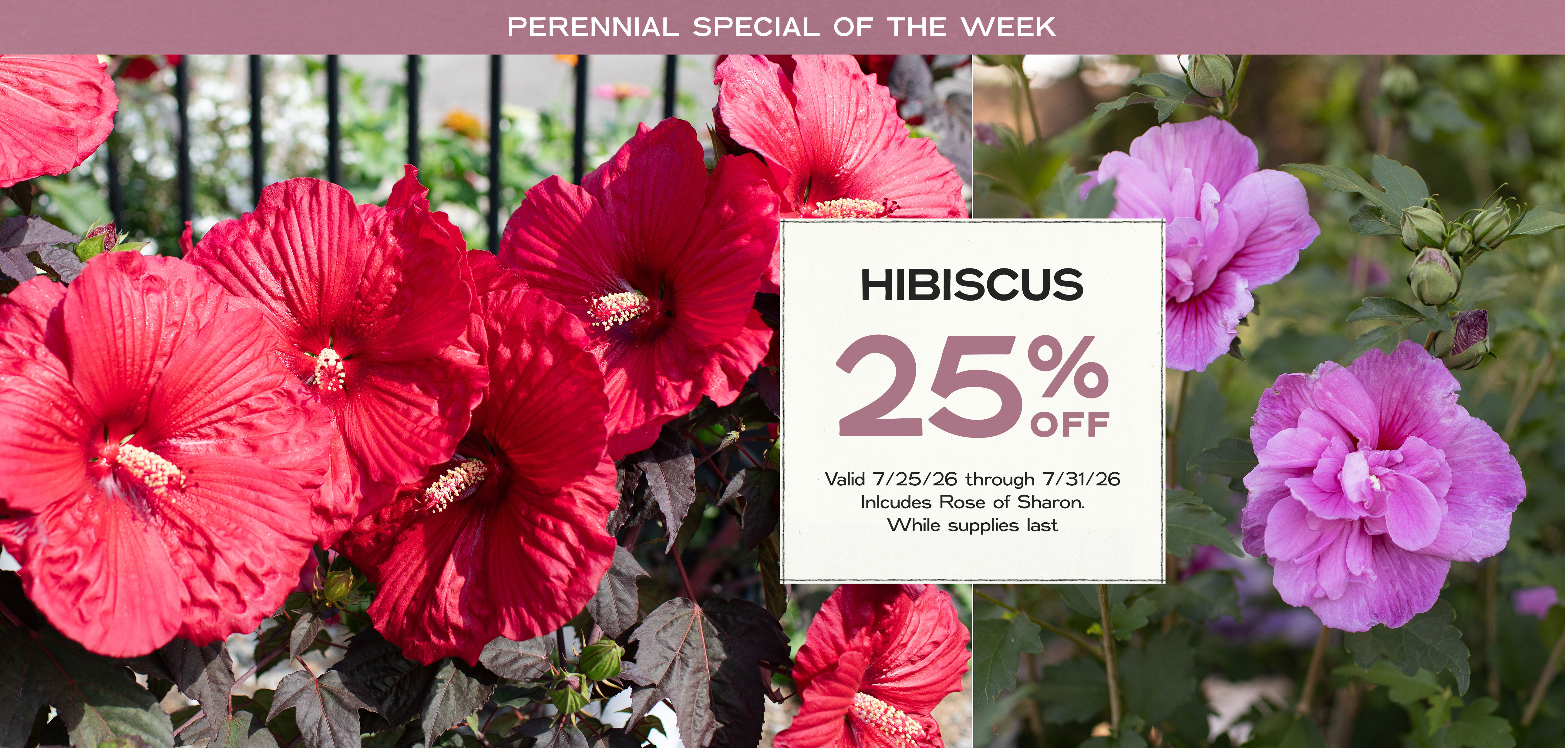 Perennial Of The Week at Hoen's Garden Center